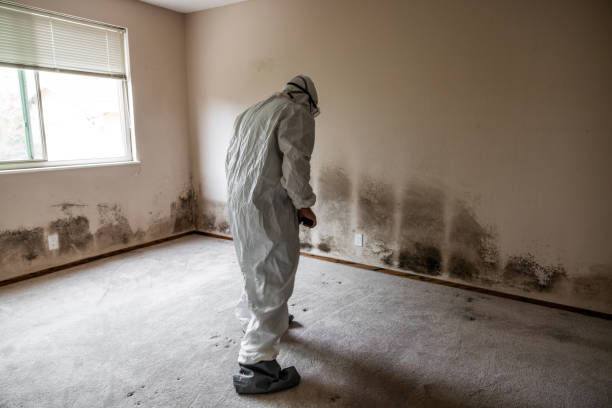 Home Mold Removal in Maple Park, IL