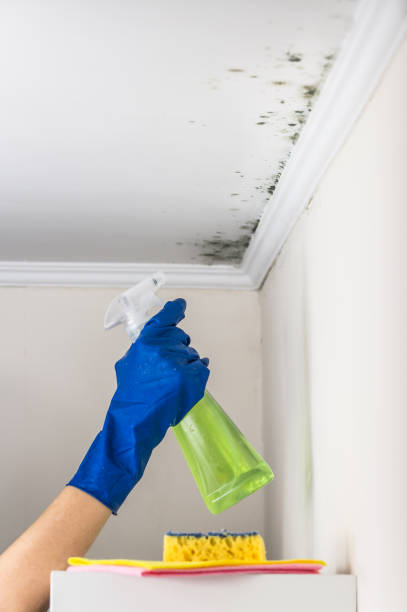 Best Commercial Mold Removal  in Maple Park, IL