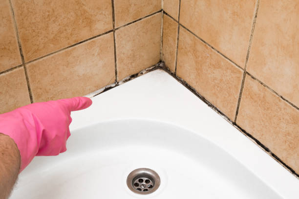 Best Fast Mold Removal  in Maple Park, IL